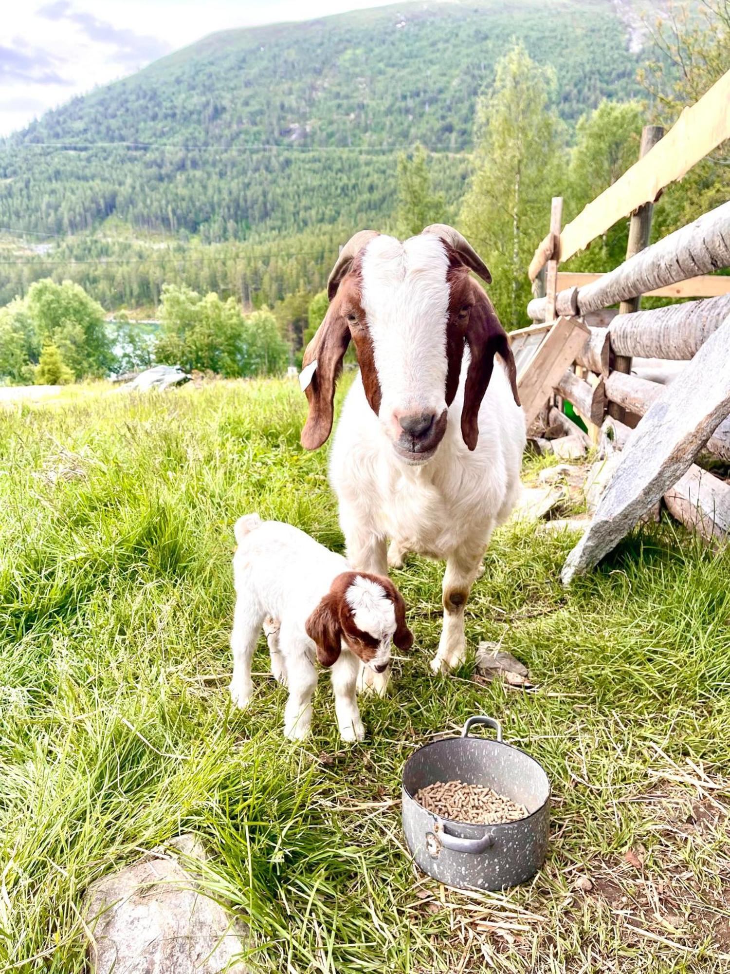 Reinheimen Lodge Skjåk Esterno foto